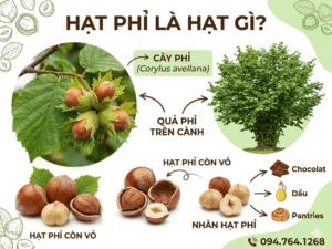 Hạt phỉ là hạt gì? Hướng dẫn sử dụng và bảo quản hạt phỉ Hat phi la hat gi