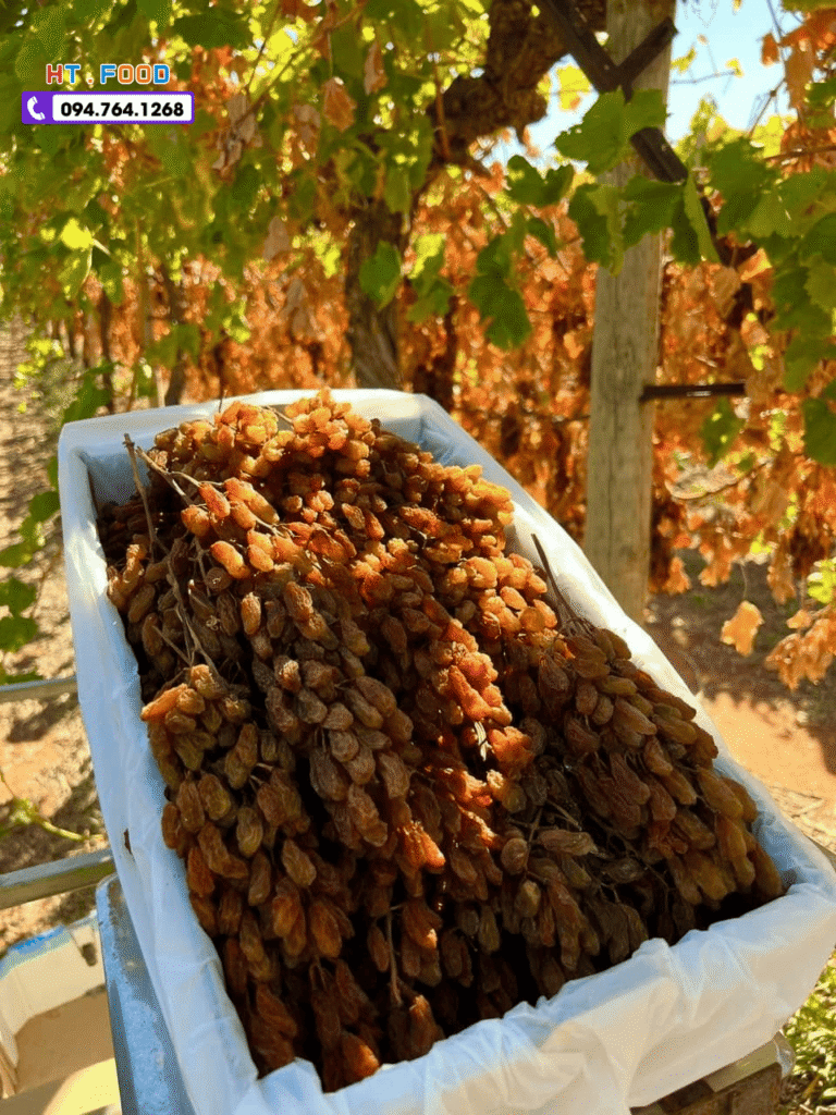 Nho khô nguyên cành mua ở đâu Đồng Tháp chất lượng, giá tốt? mua nho kho nguyen canh tai dong thap