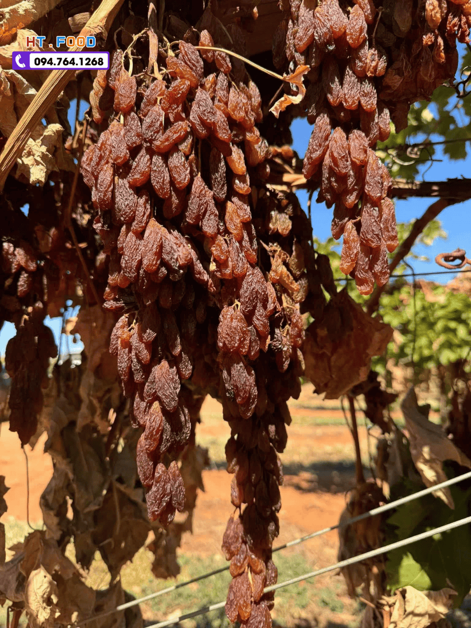 nho kho nguyen canh tai dong nai