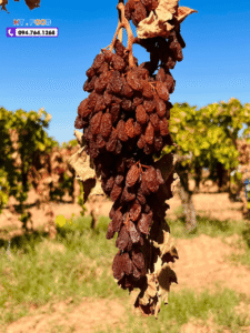 Nho khô nguyên cành Úc tặng sếp – đối tác có phù hợp không? nho kho nguyen canh uc tang doi tac